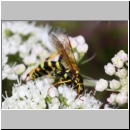 Banchus pictus Schlupfwespe w01a 11mm - OS-Hellern Wiese det06.jpg